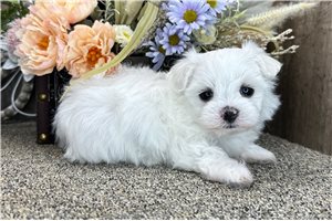 Clarissa - Maltese for sale