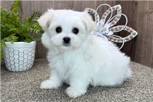 Nole - puppy for sale