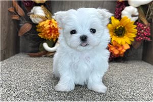 Simon - puppy for sale