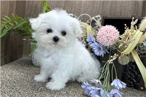 Collin - Maltese for sale