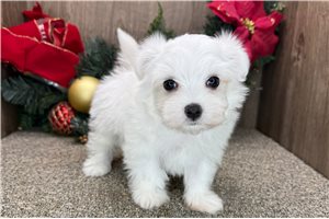 Twinkie - Maltese for sale
