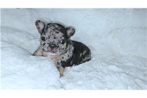 Walker - French Bulldog for sale