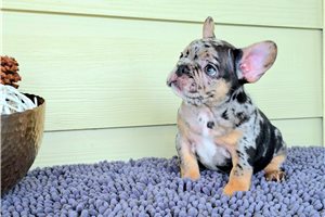 Walker - French Bulldog for sale
