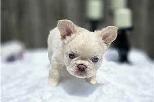 Tallulah - French Bulldog for sale
