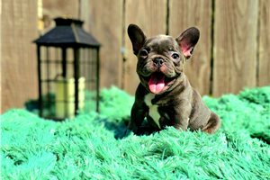 Breeze - French Bulldog for sale