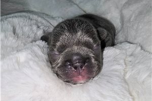 Wisteria - puppy for sale