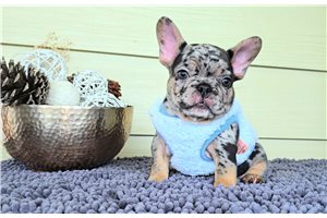 Walker - French Bulldog for sale