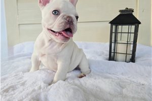 Tenley - French Bulldog for sale