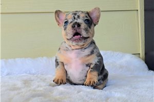 Winnie - French Bulldog for sale