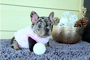 Willow - French Bulldog for sale