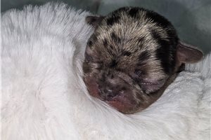 Willow - puppy for sale