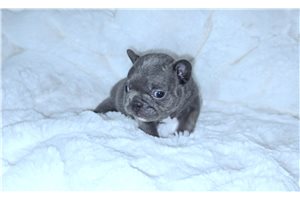 Wisteria - French Bulldog for sale
