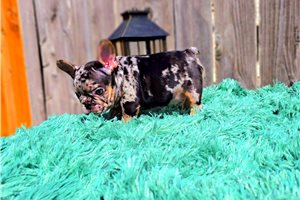 Walker - French Bulldog for sale