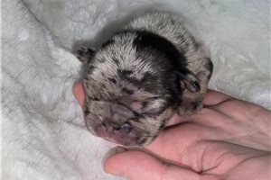 Walker - puppy for sale