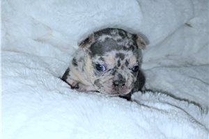 Winnie - French Bulldog for sale