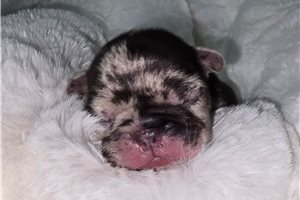 Weldon - French Bulldog for sale