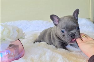 Wisteria - French Bulldog for sale