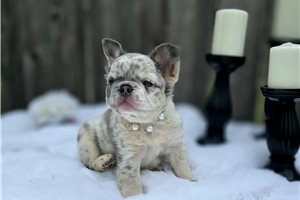 Tabbie - French Bulldog for sale