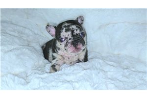 Weldon - French Bulldog for sale