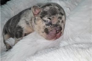 Winnie - puppy for sale