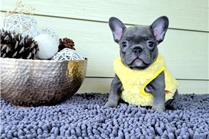 Wisteria - French Bulldog for sale