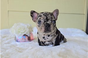 Willow - French Bulldog for sale