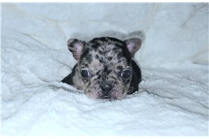 Willow - French Bulldog for sale