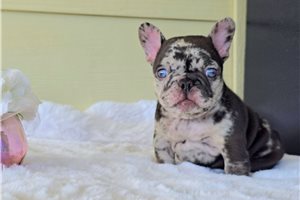 Weldon - French Bulldog for sale