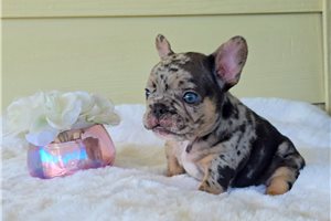 Walker - French Bulldog for sale