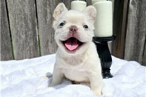 Taz - French Bulldog for sale