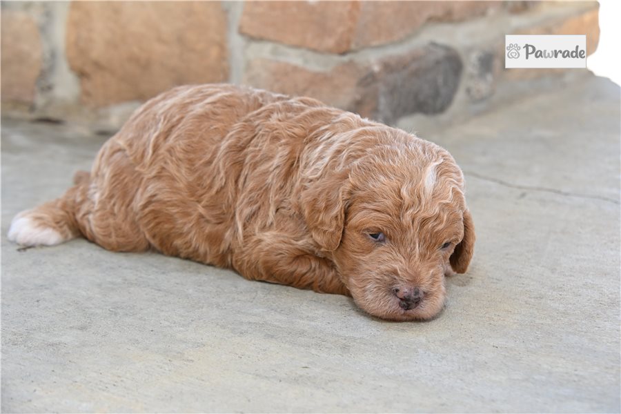 Sadie - Cavapoo for sale