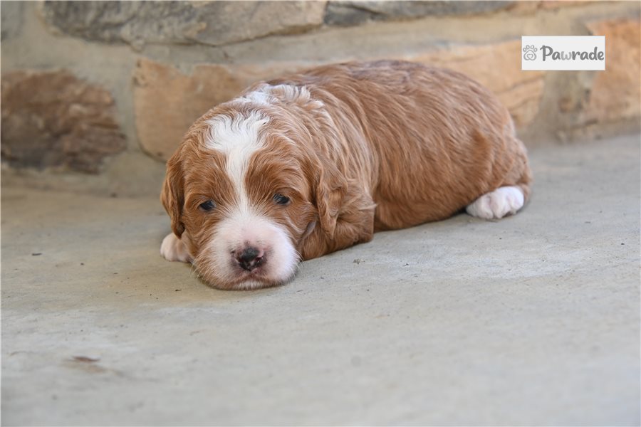 Saber - Cavapoo for sale