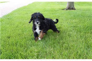 Brianna - Aussiedoodle for sale