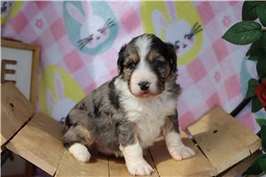 Brooke - Aussiedoodle for sale