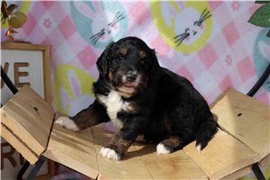 Brianna - Aussiedoodle for sale