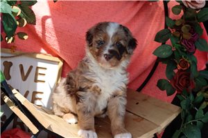 Benny - puppy for sale