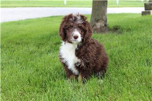 Basil - puppy for sale