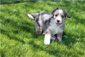 Brooke - puppy for sale