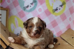 Benny - Aussiedoodle for sale