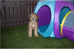 Cleo - puppy for sale