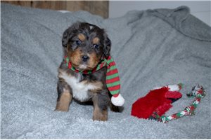 Maxwell - Bernedoodle for sale