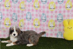 Karis - puppy for sale