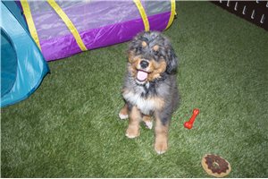 Maxwell - puppy for sale