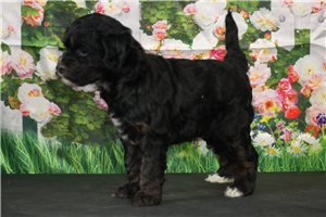Odette - puppy for sale