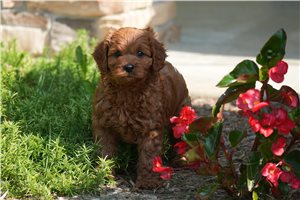 Cisko - Cavapoo for sale