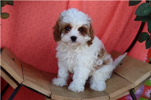 Sanford - puppy for sale
