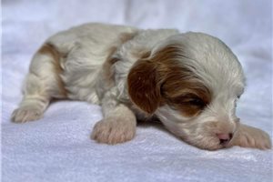 Zeda - Cavapoo for sale