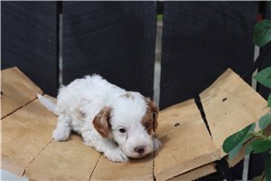 Henrietta - puppy for sale