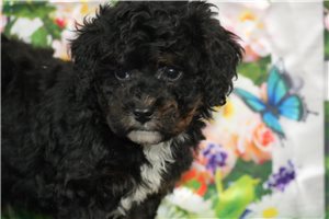 Oscar - puppy for sale