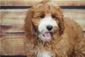 Alden - Cavapoo for sale
